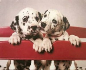 Cat & Dog